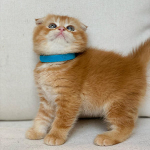 Scottish fold kittens